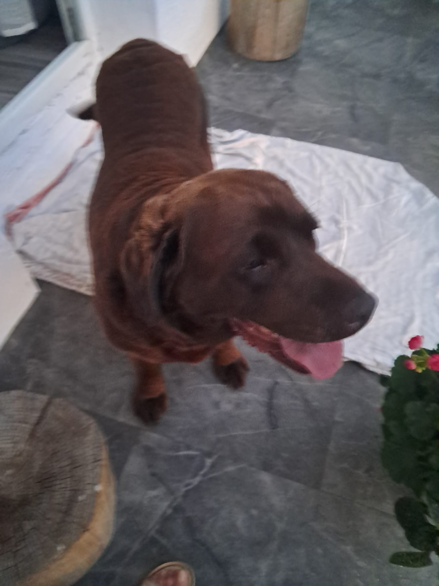 Choco-w_adopcji (5).jpeg